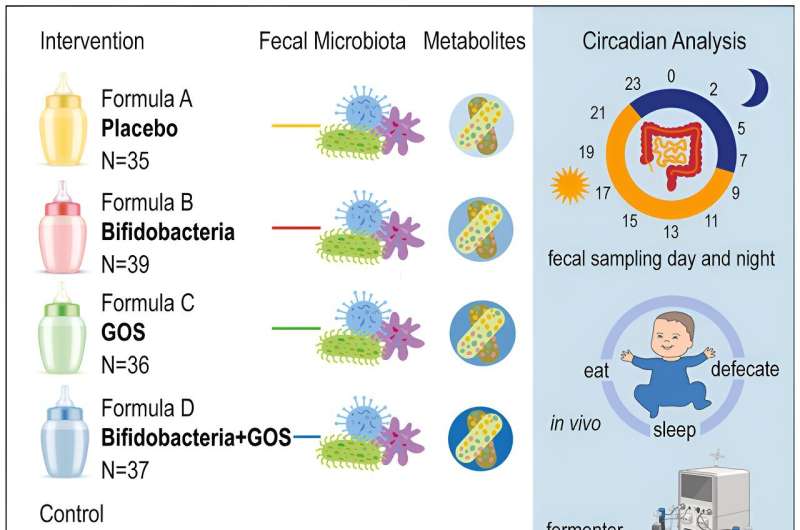 Infant gut microbes have their own circadian rhythm: Study finds diet has little impact on how the microbiome assembles