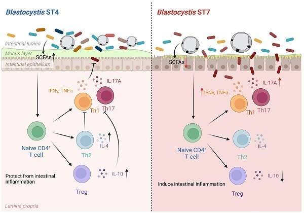 Researchers find differential impacts of Blastocystis strains on gut health 