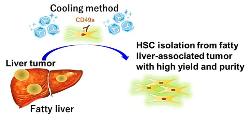 Researchers reveal a new approach for clearer fatty liver observation 