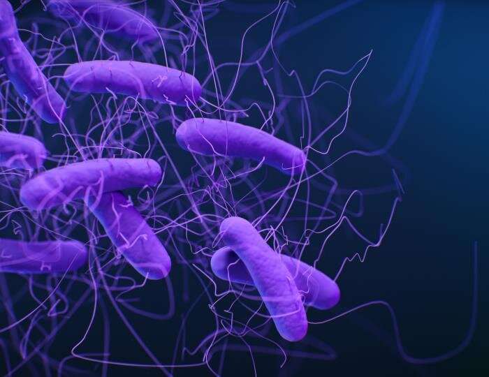 Researchers reveal how NSAIDs worsen C. difficile infections 