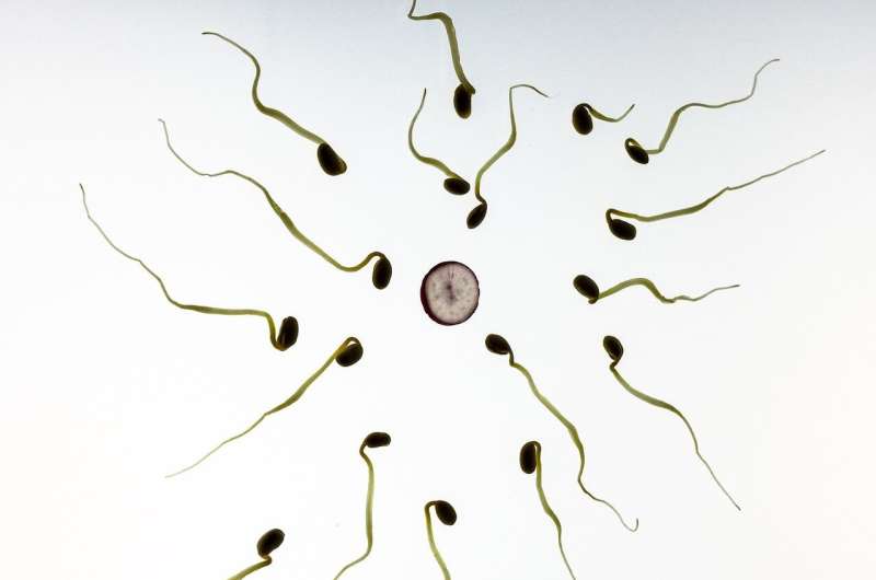 Natural compound exhibits almost ideal male contraceptive effects in pre-clinical studies 