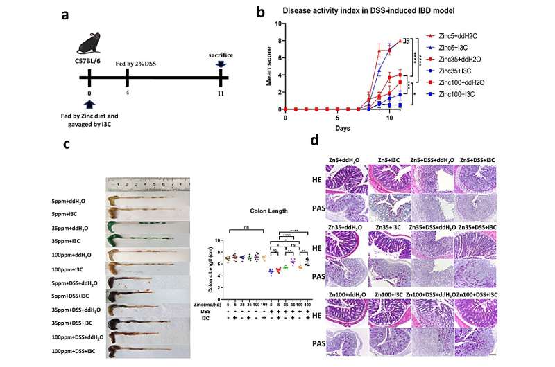 Researchers show zinc plays a key role in inflammatory bowel disease and 'leaky gut' 