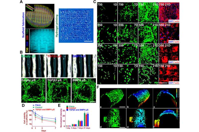 3-D bioprinting constructs for cartilage regeneration