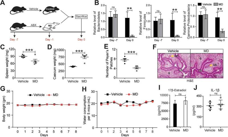 Gut microbiome and its products promote endometriosis in animal model