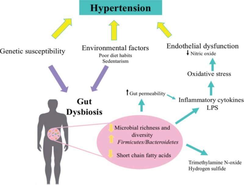 Study examines fermented milks' potential benefits for decreasing high BP through modulation of gut microbiota 