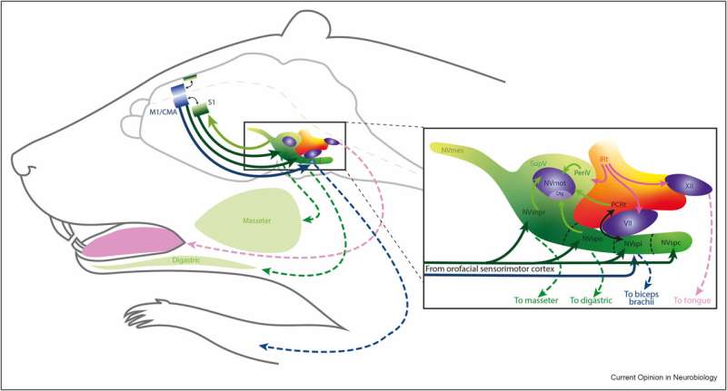 Connectivity of areas involved in chewing and other orofacial behaviors. Credit: Current Opinion in Neurobiology (2023). DOI: 10.1016/j.conb.2023.102805