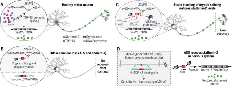 Steric blocking of cryptic splicing rescues stathmin-2 levels in the central nervous system. (A) TDP-43 sterically blocks recognition of a cryptic splice site in STMN2 pre-RNA, enabling correct processing of intron 1, stathmin-2 protein synthesis, and axonal regeneration after injury. (B) Nuclear clearance of TDP-43 in ALS and other TDP-43 proteinopathies results in cryptic splicing within the first STMN2 intron and loss of stathmin-2 protein. (C) ASOs or targeted RNA-binding proteins can substitute for TDP-43 steric blocking of cryptic splicing within STMN2 pre-mRNAs. (D) Identification of ASOs capable of blocking STMN2 cryptic splicing and restoring stathmin-2 protein levels in the mammalian central nervous system independently of TDP-43 function. Credit: Science (2023). DOI: 10.1126/science.abq5622