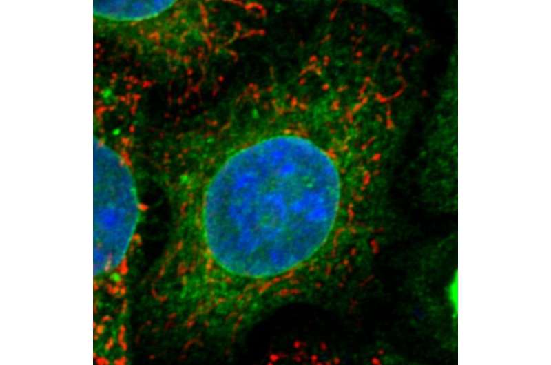 Researchers have discovered a receptor, sigma-1 receptor (green), and a protein, ATAD3A (red), that are associated with Amyotrophic Lateral Sclerosis (ALS), also known as Lou Gehrig’s disease. Credit: Yamanaka Laboratory