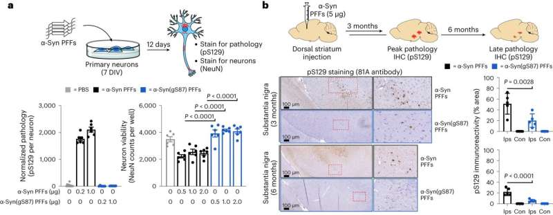 Protein modifications found to be key influencers in neurodegenerative diseases