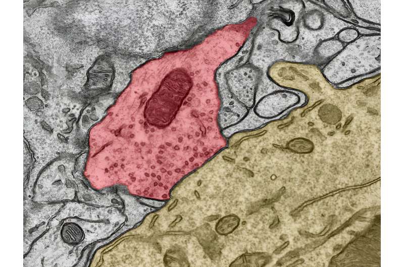 Electron microscope image of synapse in the cerebellum. This slice through the cerebellum cells shows the synapse between an inhibitory neuron (red) and a Purkinje cell (yellow). There, the tiny bubbles storing the neurotransmitters are visible. When the synapse fires, the bubbles bind to the cell membrane to release the transmitters onto the Purkinje cell. Credit: Walter Kaufmann / ISTA