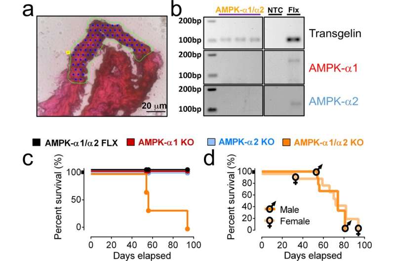 A step closer to a treatment for fatal lung disease in babies