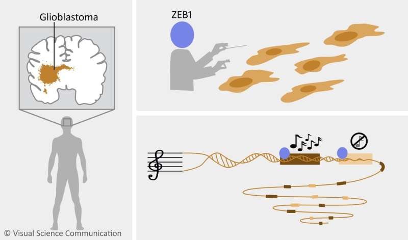 A maestro that conducts the invasiveness of glioblastoma tumors