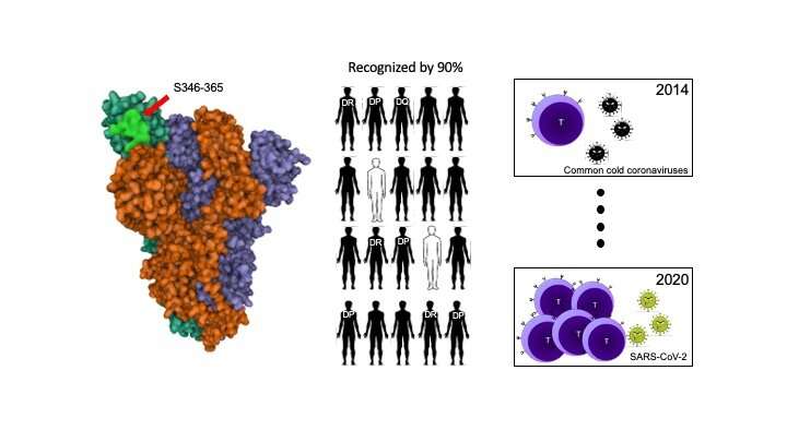 Immunologists decipher the recognition of SARS-CoV-2 by CD4+ T lymphocytes in COVID-19 recovered patients