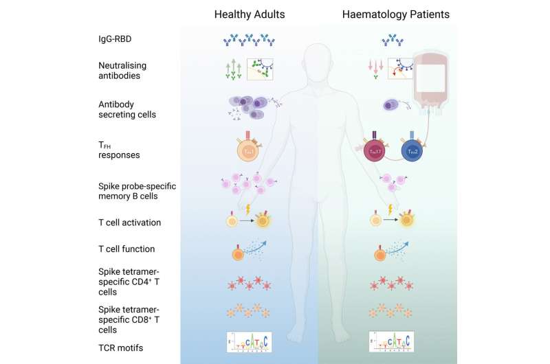 COVID vaccine induces robust T cell responses in blood cancer patients 