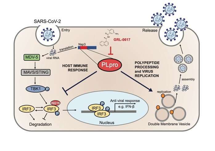 COVID-19: Anti-viral strategy with double effect 