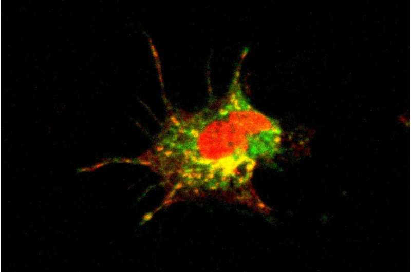 How COVID-19 alters the immune system 