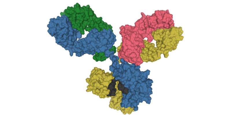 Are autoantibodies in COVID-19 less harmful than previously thought?