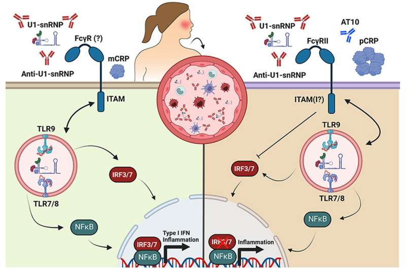 C-reactive protein reduces the immune response in inflammatory disease