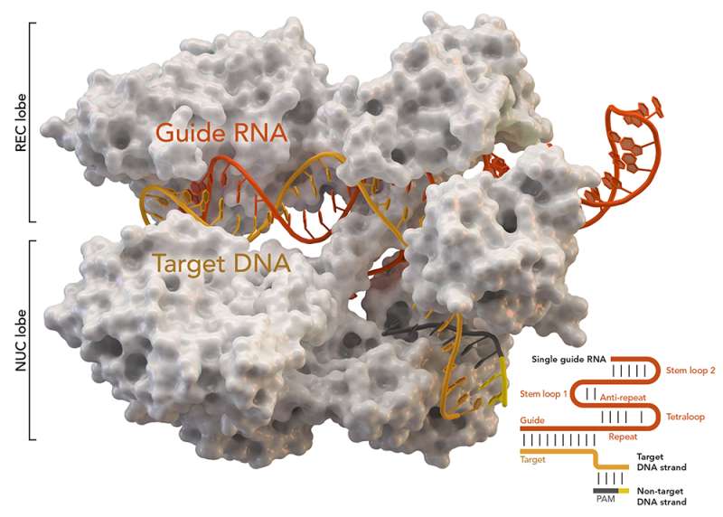 CRISPR study reveals new immune system regulators 