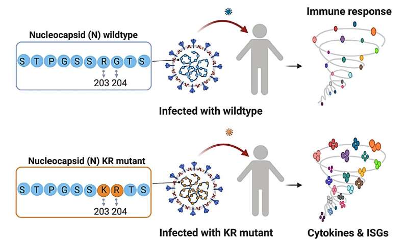 COVID-19 mutations and their links to excessive immune responses 