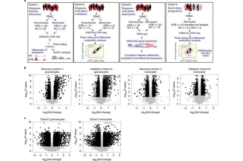 Analysis of DNA reveals weapons used by our immune cells to fight tuberculosis 