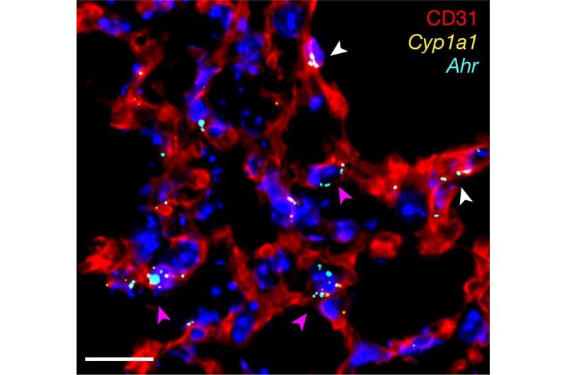 Research finds that molecules in vegetables can help to ease lung infection 