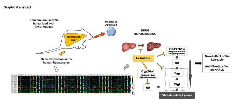 Letrozole could be repurposed for the treatment of liver fibrosis, study finds 