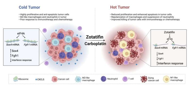 Protein eIF4A emerges as a potential Achilles' heel for triple-negative breast cancer