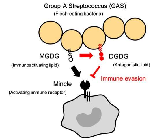 Immune receptor provides protective immunity against Group A Streptococcus 