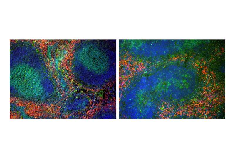 The positive and negative role of LRH-1 during inflammation 