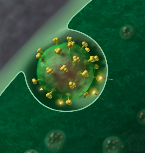 HIV-1 protein suppresses immune response more broadly than thought 