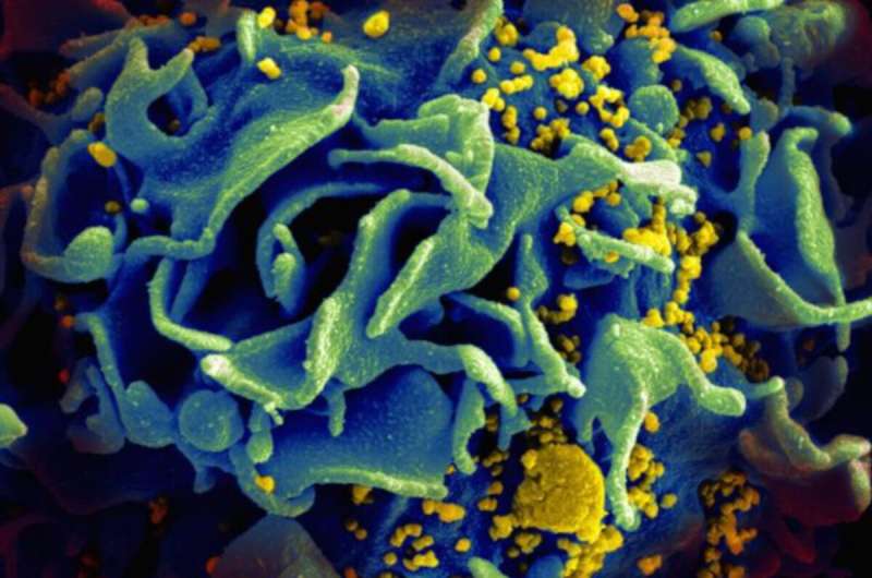 HIV antibody therapy is associated with enhanced immune responses in infected individuals 