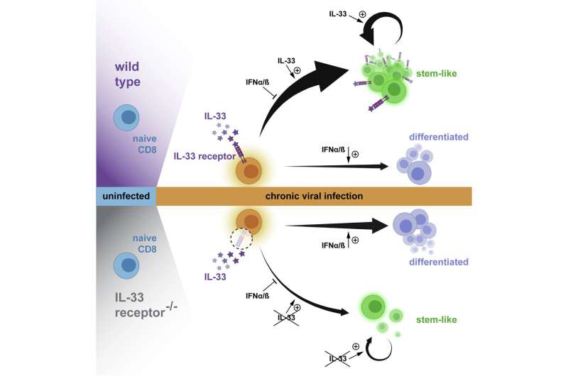 How IL-33 plays a key role in enabling the marathon runners of the immune system 