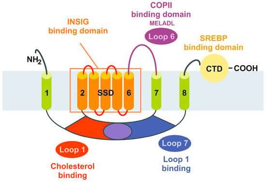 Emerging role of lipids in metabolic disorders and lipid alterations in fatty liver disease