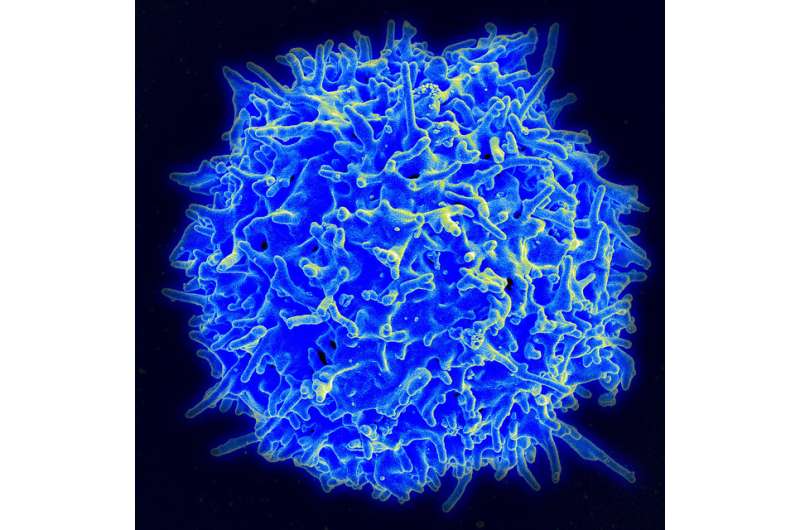 T cell