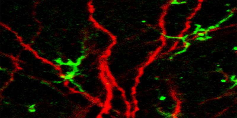 Alzheimer's risk gene impairs development of new neurons in mice