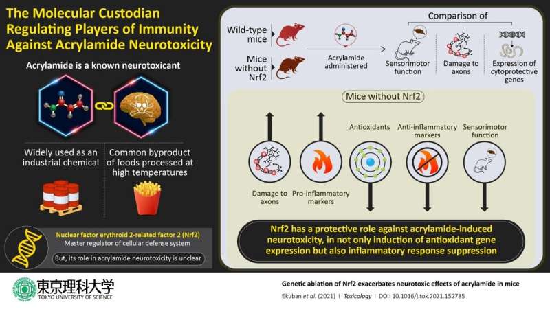 Nrf2: The custodian regulating oxidative stress and immunity against acrylamide toxicity 