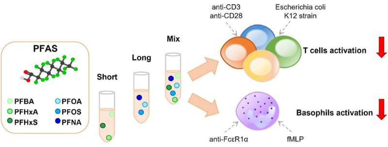 PFAS shown to reduce the activity of immune cells 