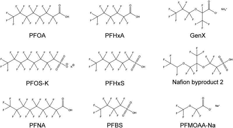 PFAS can suppress white blood cell's ability to destroy invaders 