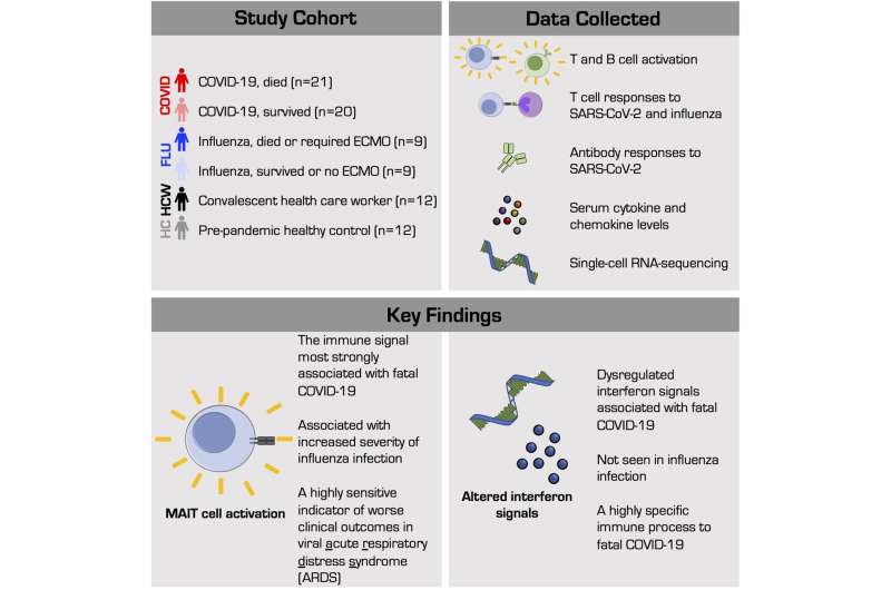 MAIT cell activation may play a role in fatal outcomes among severe COVID-19 cases