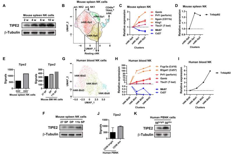 Novel checkpoint molecule of natural killer cell anti-tumor immunity revealed 