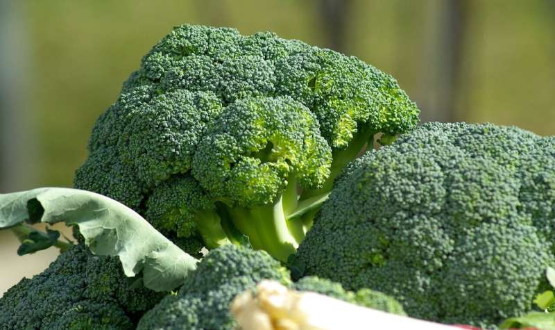 Broccoli consumption protects gut lining, reduces disease in mice, study shows 