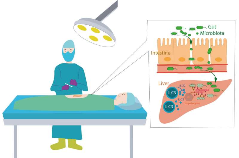 Study shows how intestinal bacteria trigger complications after surgery 