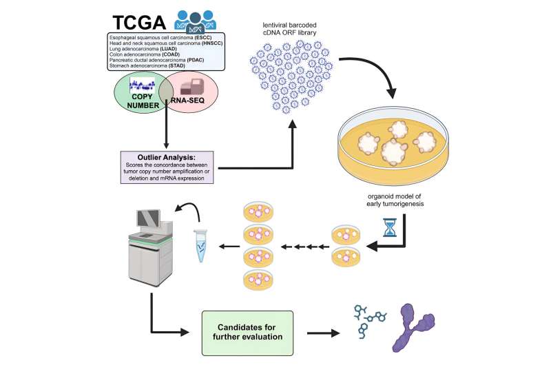 Growing microtumors in a dish helps rapidly identify genes that drive tumor growth 