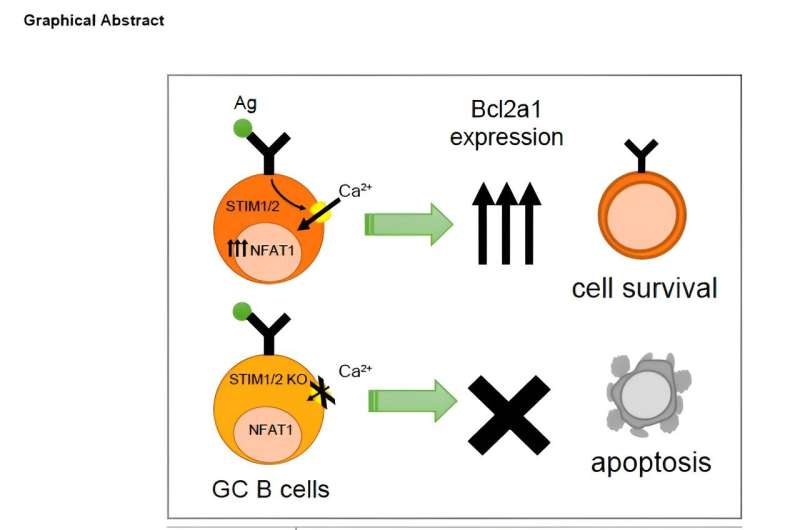 STIM-mediated calcium influx regulates maintenance and selection of germinal center B cells: Study 