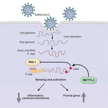 How SARS-CoV-2 hijacks human cells to evade immune system