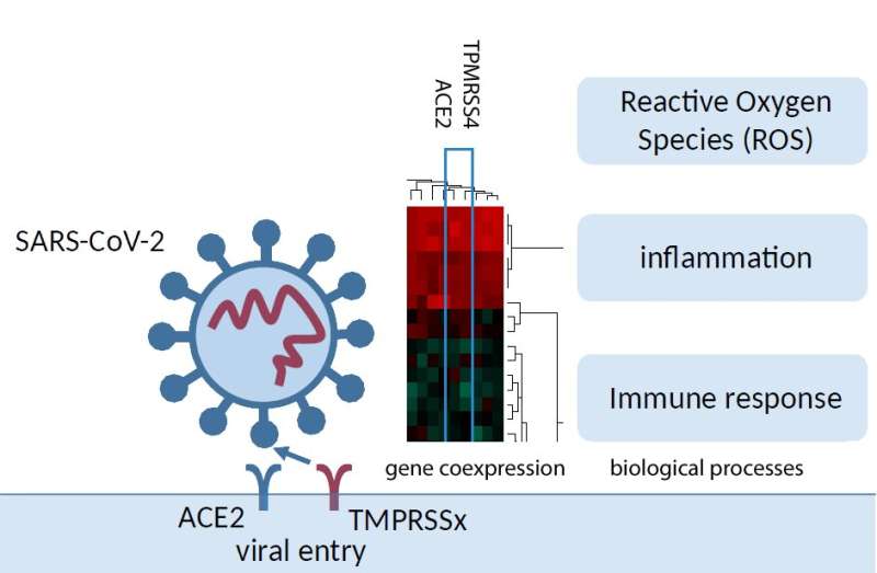 SARS-CoV-2 induces inflammation, cytokine storm and stress in infected lung cells 