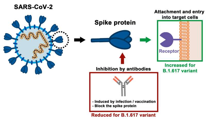 SARS-CoV-2 variant B.1.617 attacks immune system 