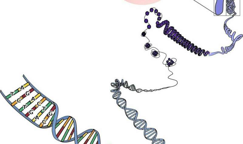 How RNA editing affects the immune system 