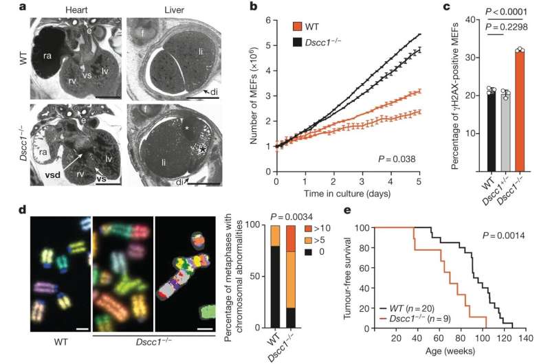 Key genes linked to DNA damage and human disease uncovered